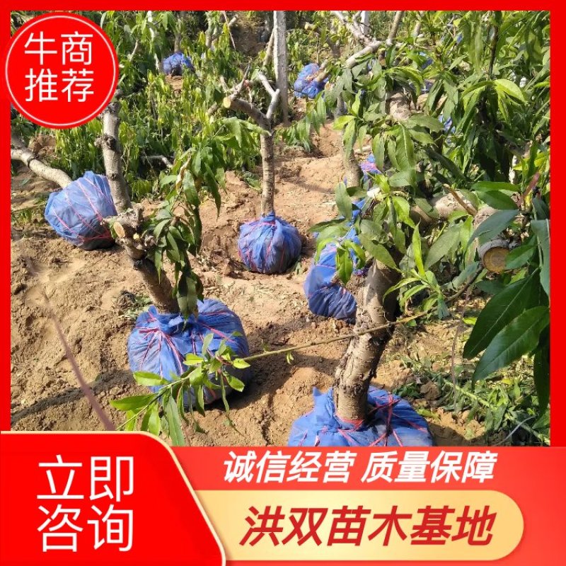 【山东桃树苗】占地桃树基地直发量大从优可视频看货欢迎来电洽谈