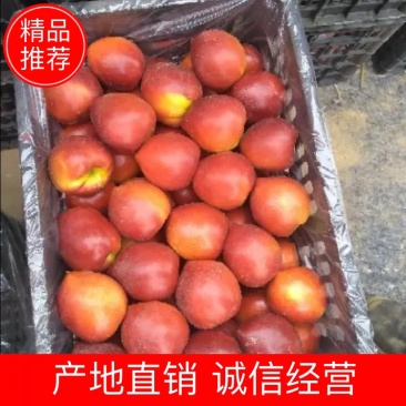 【精选】山东露地油桃脆甜多汁基地直销可视频看货！