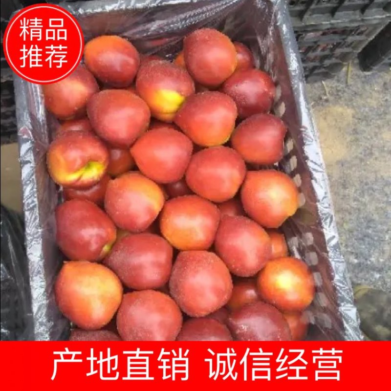 【精选】山东露地油桃脆甜多汁基地直销可视频看货！