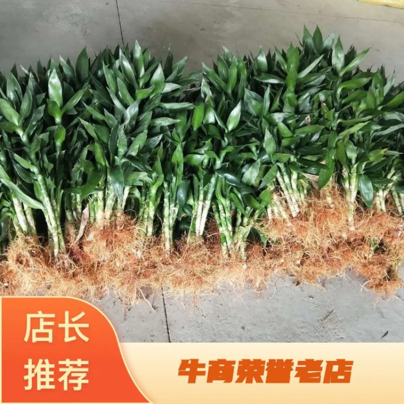 海口基地观音竹，【莲花竹】批发花瓶批发（泰博）