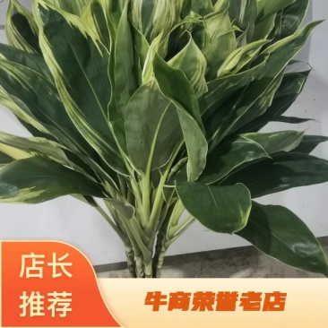 海南富贵竹基地直发，七彩娇，200扎起批。花瓶批（泰博）