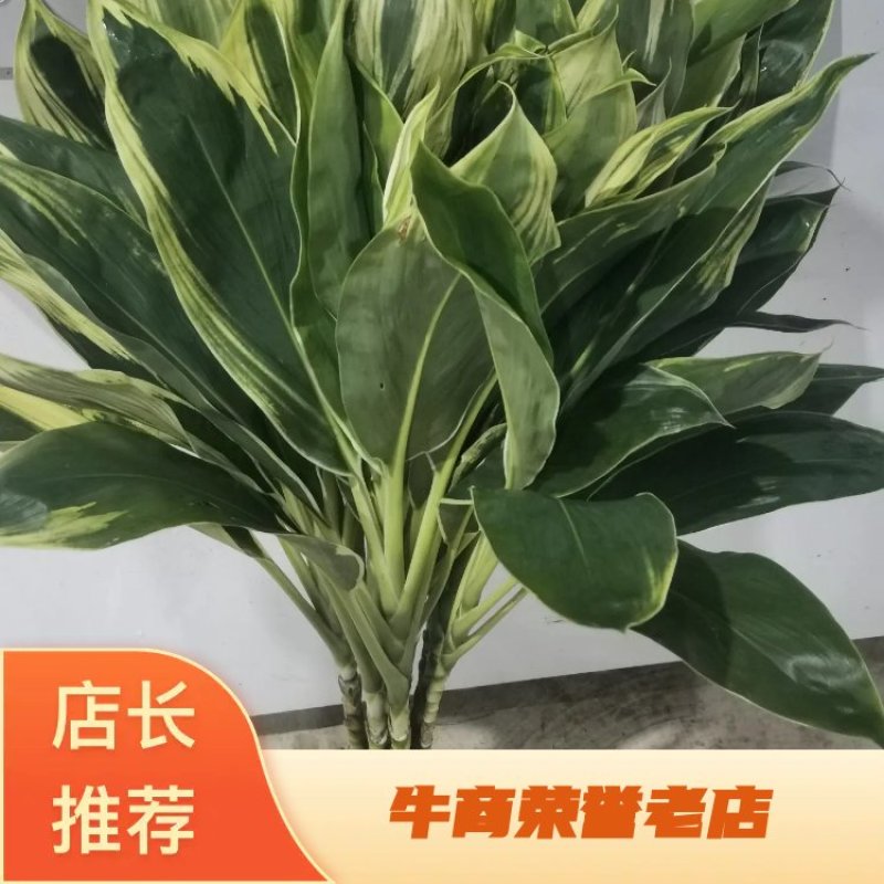 海南富贵竹基地直发，七彩娇，200扎起批。花瓶批（泰博）