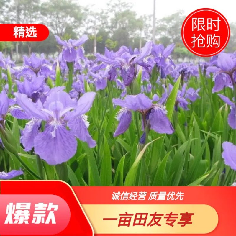 鸢尾麦冬草葱兰基地直销量大优惠，欢迎老板进店咨询