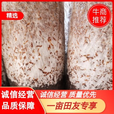 大球盖菇菌种，提供技术和服务，提供销路，回收产品