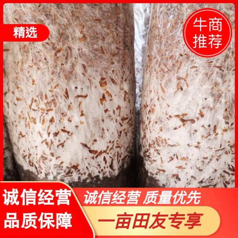 大球盖菇菌种，提供技术和服务，提供销路，回收产品