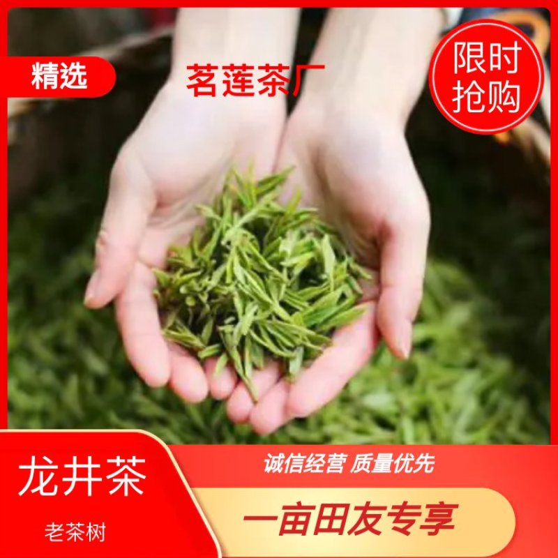 杭州西老茶树品种125g装视频看货一件代发