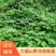 大瑶山野生绞股蓝，甘甜可口！