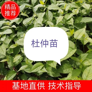 杜仲苗现货供应，欢迎前来选购