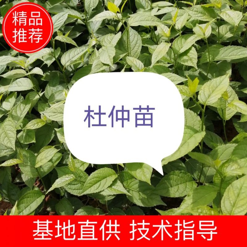 杜仲苗现货供应，欢迎前来选购