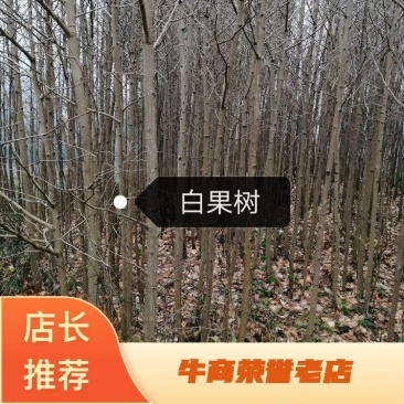 绿化苗白果树，大小规格白果树都有，树形好