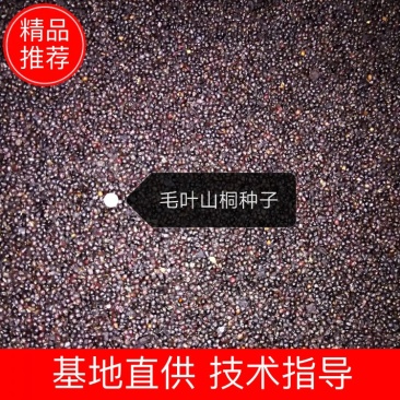 新山桐（水冬瓜，毛叶山桐）种子上市了，种子无渣子，无泥沙