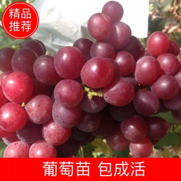 克伦生葡萄苗【基地直销现挖现卖】包成活2年嫁接苗