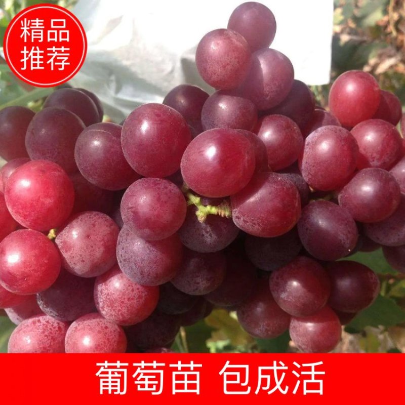 克伦生葡萄苗【基地直销现挖现卖】包成活2年嫁接苗