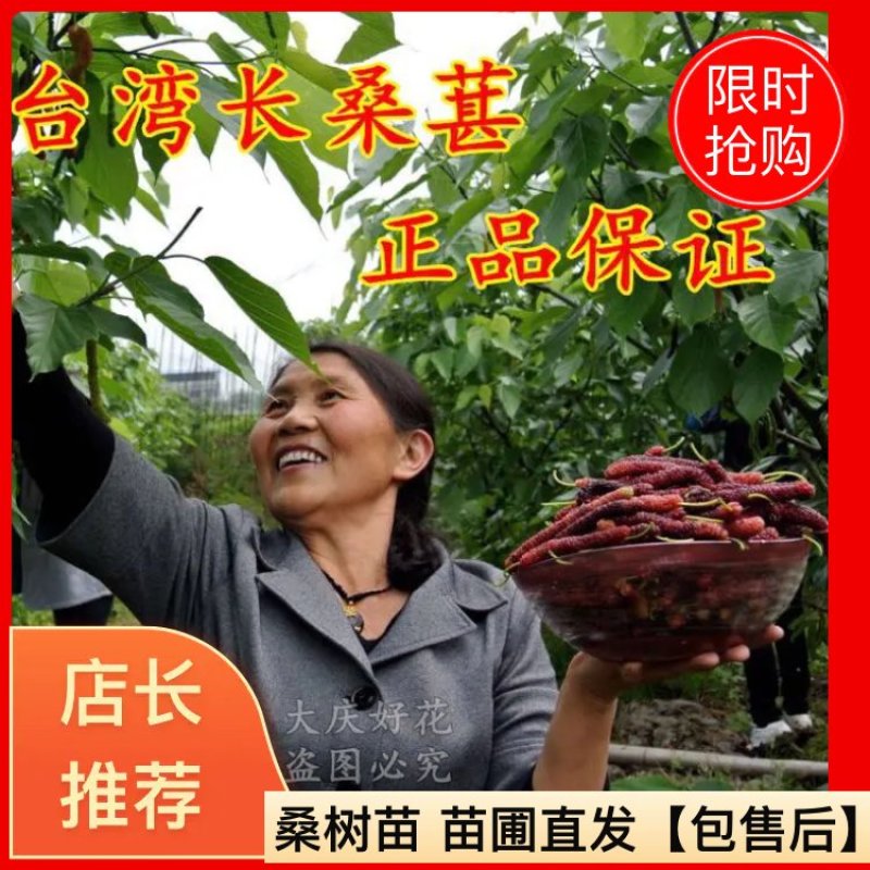 【优质桑树苗】台湾长果桑0.5以上嫁接苗【苗圃直发】