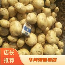 河南希森土豆，沃土，荷兰15，中暑五号大量供应