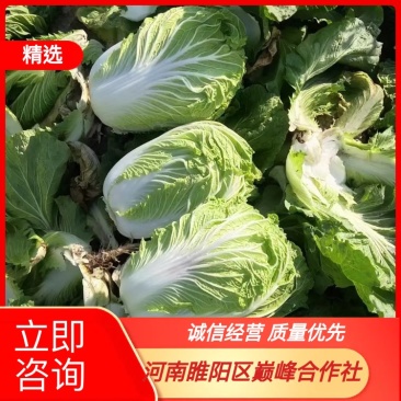 青杂三号大白菜，矮棵黄心产地直供需要的联系