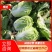 青杂三号大白菜，矮棵黄心产地直供需要的联系
