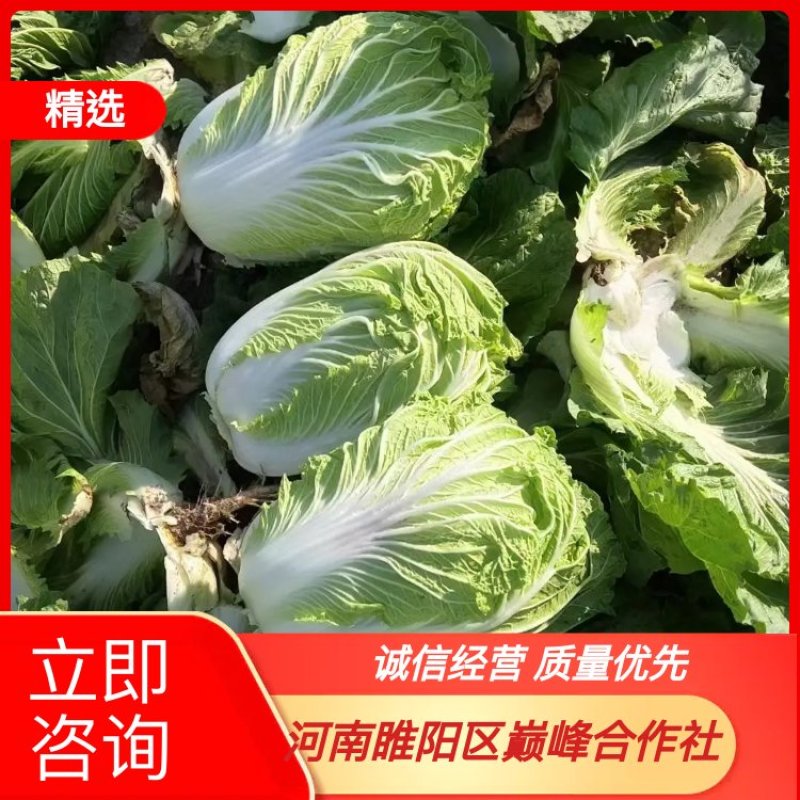 青杂三号大白菜，矮棵黄心产地直供需要的联系