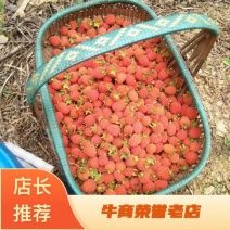 掌叶覆盆子苗中药材覆盆子果子苗树莓苗休闲采摘覆盆子苗