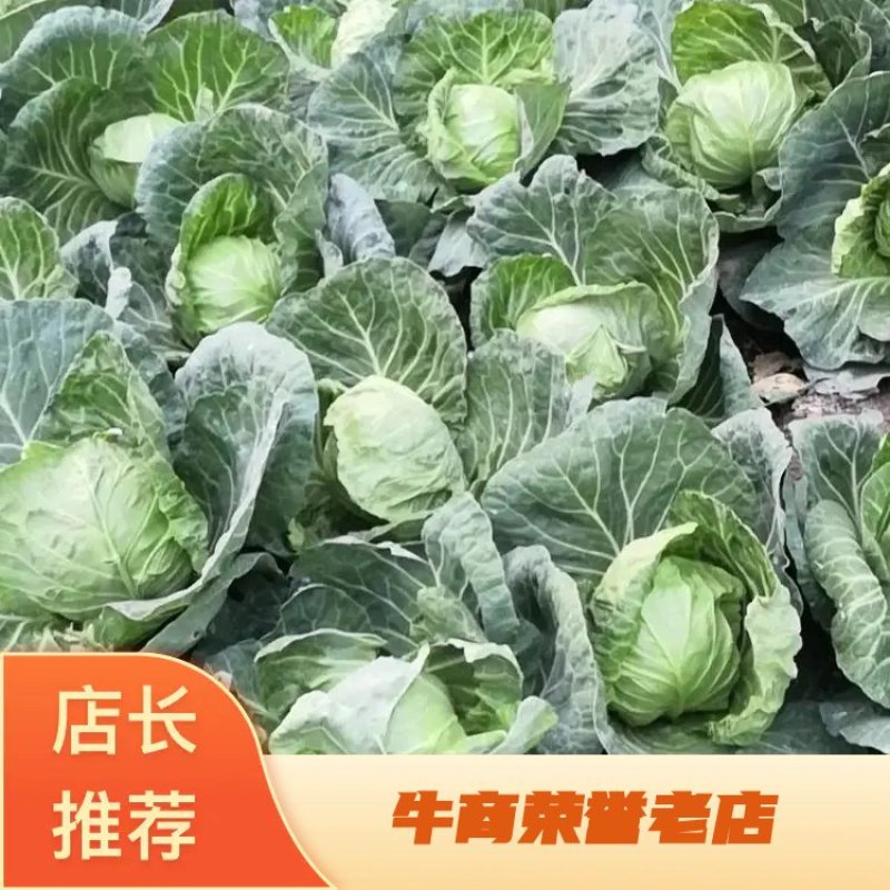 精品甘蓝，个头大均匀色泽鲜艳耐运输欢迎合作共赢
