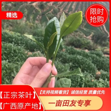 茶叶长寿县绿茶红茶散装礼盒装【一手货源】欢迎看货