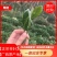 茶叶长寿县绿茶红茶散装礼盒装【一手货源】欢迎看货