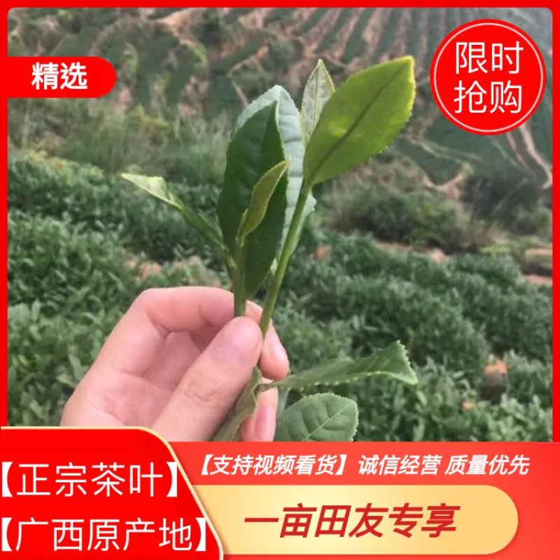 茶叶长寿县绿茶红茶散装礼盒装【一手货源】欢迎看货