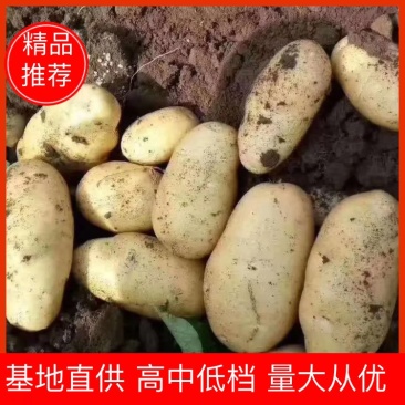 荷兰十五，平度莱西土豆冷库黄皮黄心