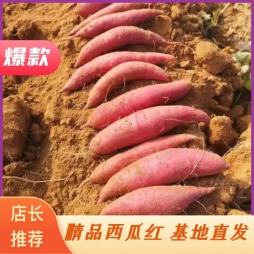 山东莱西平度蜜薯西瓜红，低价烟薯二五，沙地沙土地千亩基地