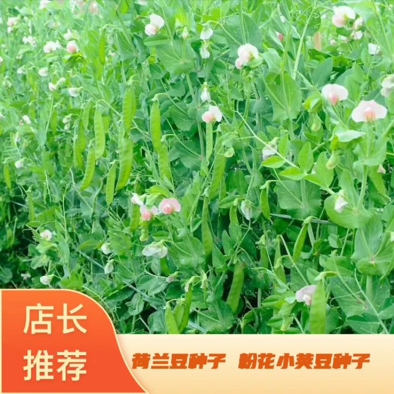 荷兰豆种子粉花小荚豆荚豆种子小荚豆种子粉花豆