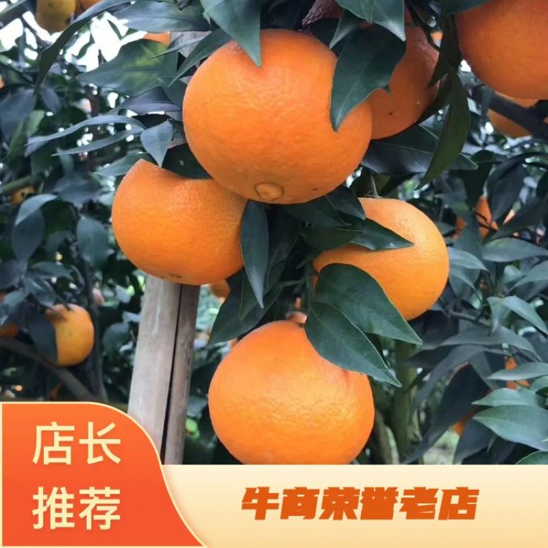 柑桔苗【红美人爱媛38，46，28】黄美人，阿蜜达均有售