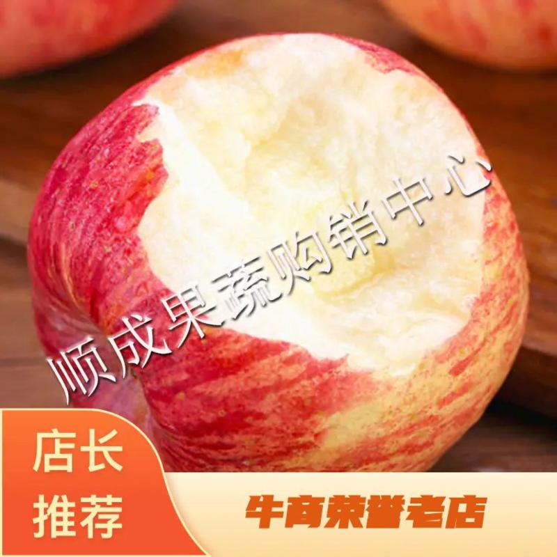 山东苹果/苹果/精选红富士苹果产地一手货源价格便宜随到随装