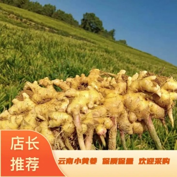 云南小黄姜品质好质量优良基地直发，欢迎采购