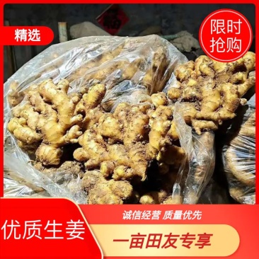 优质窖藏姜常年供应货源充足全国可发货