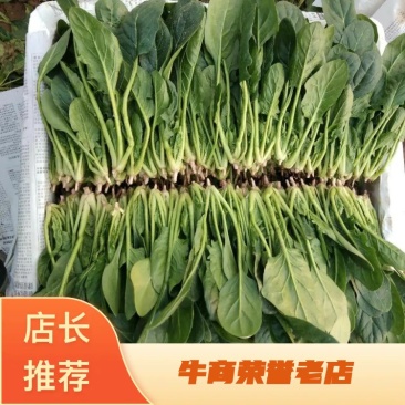精品【小菠菜】散装精品大棚小菠菜！承接全国各地商家和超市