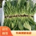 精品【小菠菜】散装精品大棚小菠菜！承接全国各地商家和超市