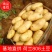 【来电议价土豆】荷兰806土豆内蒙古供货一手货源协助找车电
