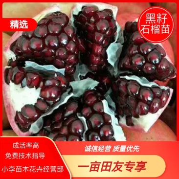 黑籽石榴苗，突尼斯软籽无籽，蒙阳红，包品种包成活保质量