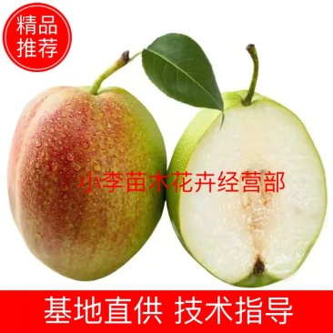 梨树苗，早酥红梨红啤梨，，香酥梨，南北方种植