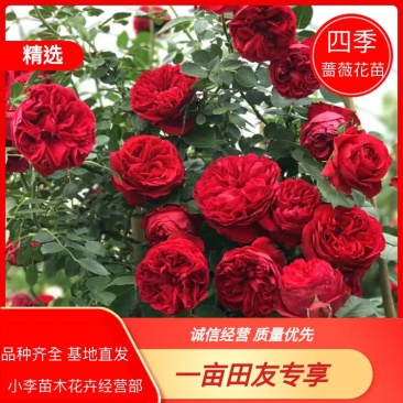 四季蔷薇花苗，攀援爬藤植物，庭院浓香型，
