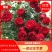 四季蔷薇花苗，攀援爬藤植物，庭院浓香型，
