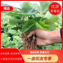 草莓苗，南北方阳台种植果树苗，当年结果，奶油，红颜草莓苗