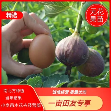 无花果苗，特大四季地栽，当年结果，南北方种植，庭院种植