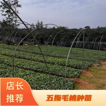 五指毛桃种苗市场需求大，易成活回收快药用价值高，