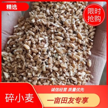 碎小麦，鸡鸭鹅牛羊养殖。饲料添加厂家直发