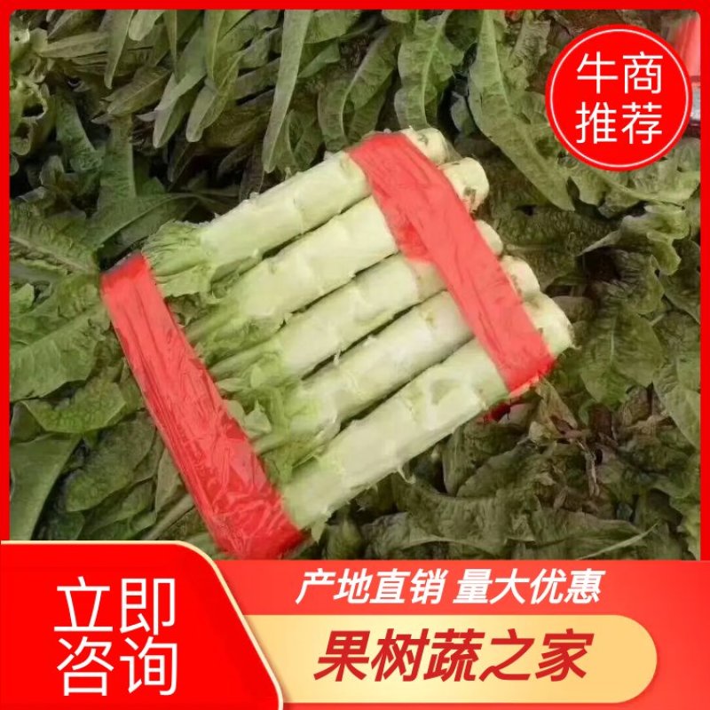 河南红叶香莴苣！莴笋单个1.5斤以上，不裂口，