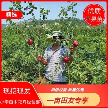 冰糖心苹果苗，红富士苹果苗，爱妃，红肉苹果苗，现挖先发