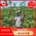 冰糖心苹果苗，红富士苹果苗，爱妃，红肉苹果苗，现挖先发