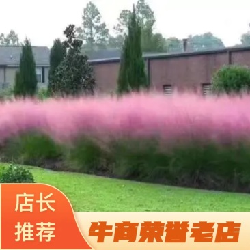 【牛商推荐】粉黛乱子草，粉黛花海，成活率高，包技术指导