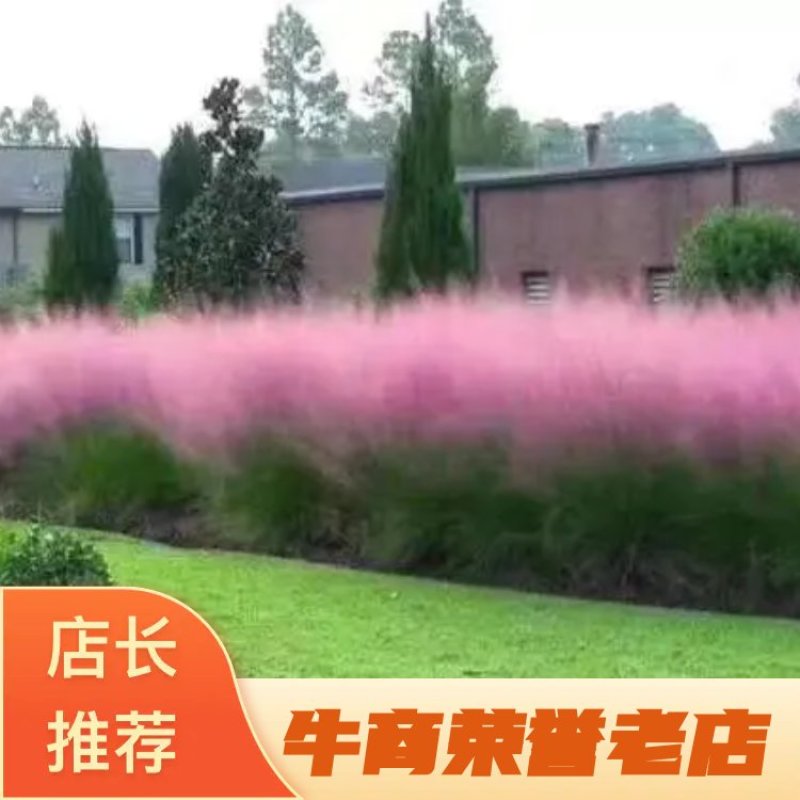 【牛商推荐】粉黛乱子草，粉黛花海，成活率高，包技术指导